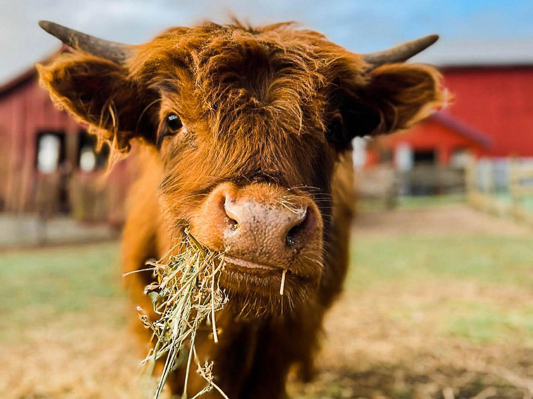 Highland Cattle Digital Print: Smirking Larry