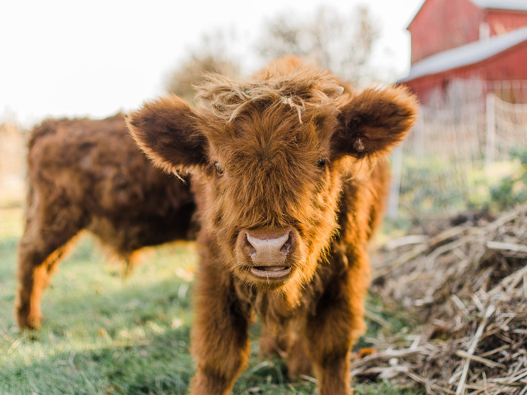 Highland Cattle Digital Print: Baby Harry