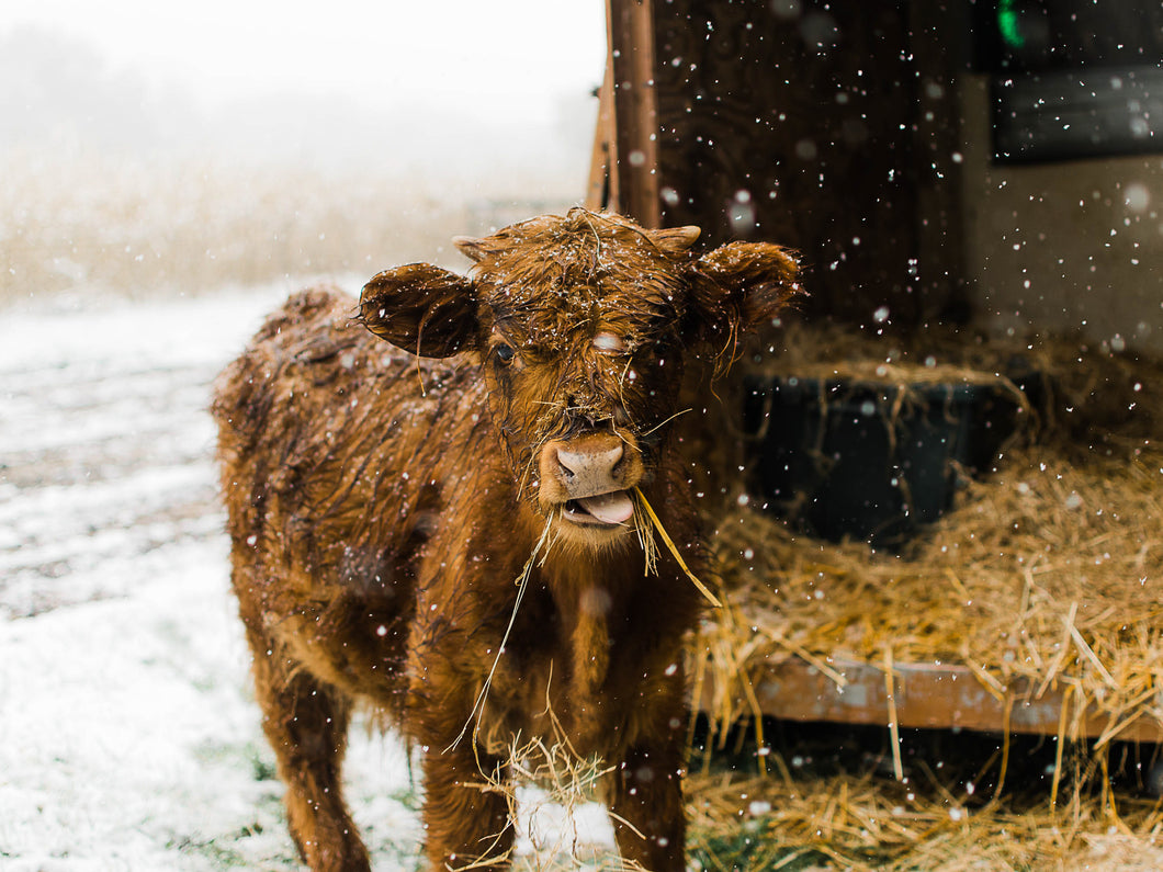 Highland Cattle Digital Print: Snowy Cattle